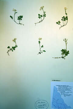 Imagem de Cardamine microphylla Adams