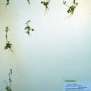 Image of Umbell's Bittercress