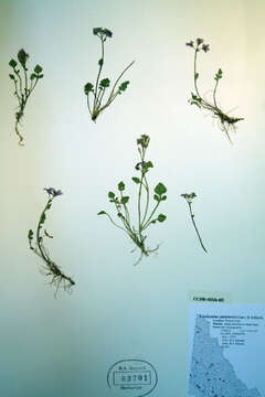 Imagem de Cardamine purpurea Cham. & Schltdl.