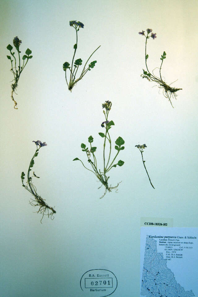 Слика од Cardamine purpurea Cham. & Schltdl.