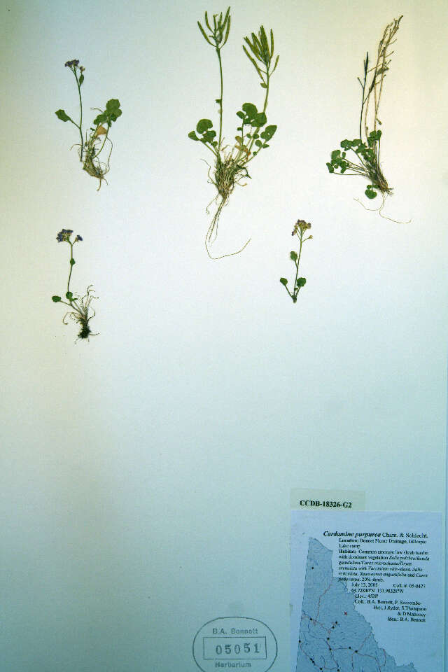 Imagem de Cardamine purpurea Cham. & Schltdl.