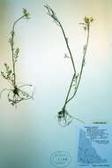 Image of cuckoo flower