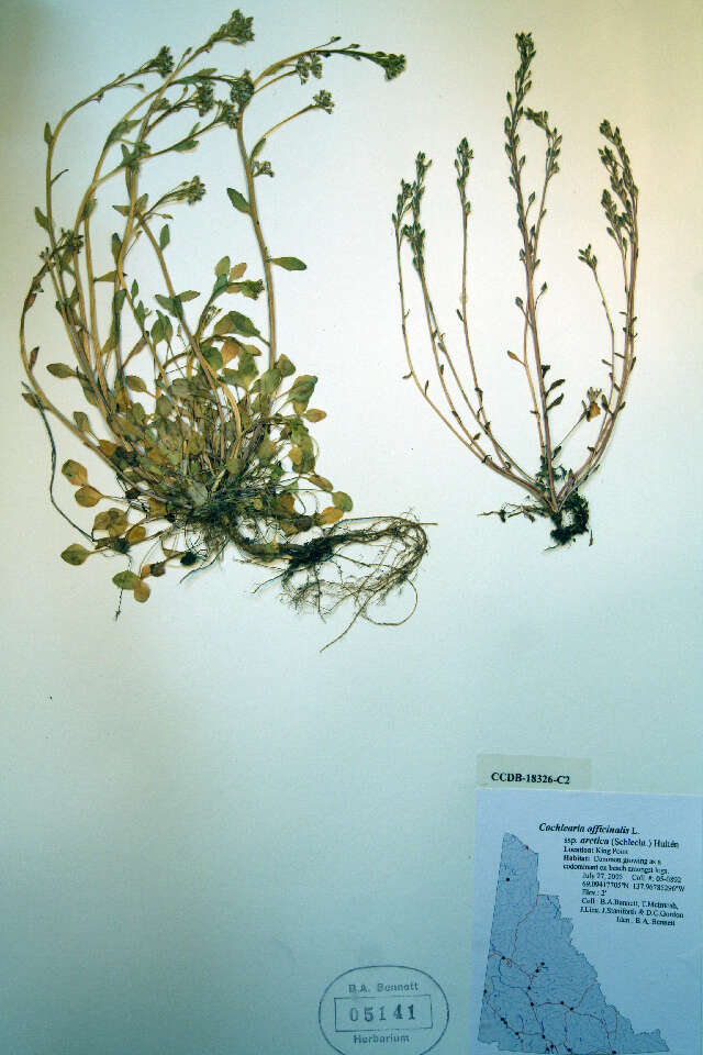 Image of Danish scurvygrass