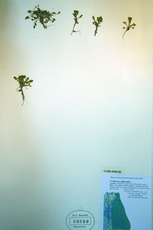 Image of Danish scurvygrass