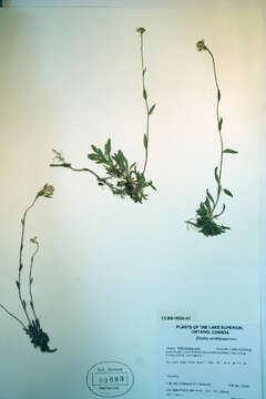 Image of rock draba