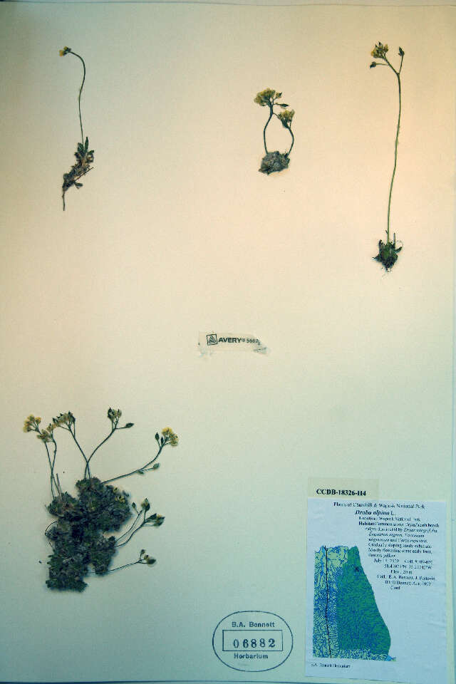 Image of flat-top draba