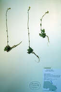 Image of boreal draba