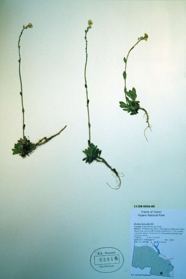 Image of boreal draba