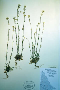 Image of boreal draba