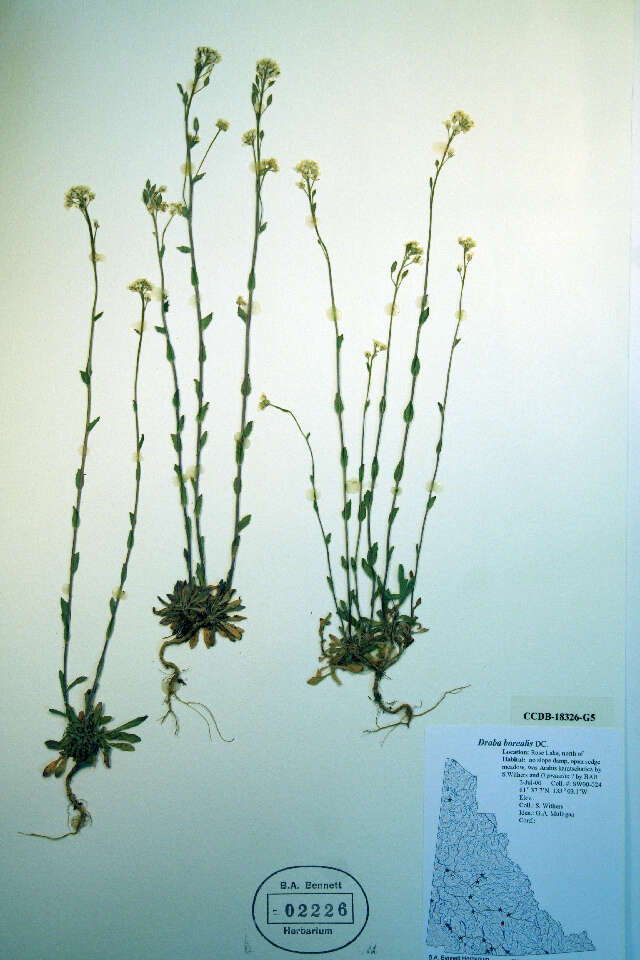 Image of boreal draba