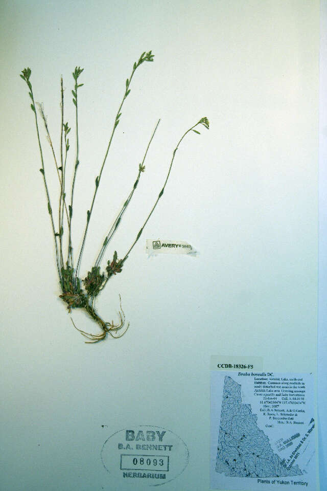 Image of boreal draba