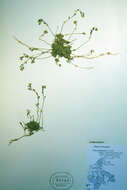 Image of Canadian arctic draba