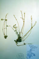 Image of Canadian arctic draba