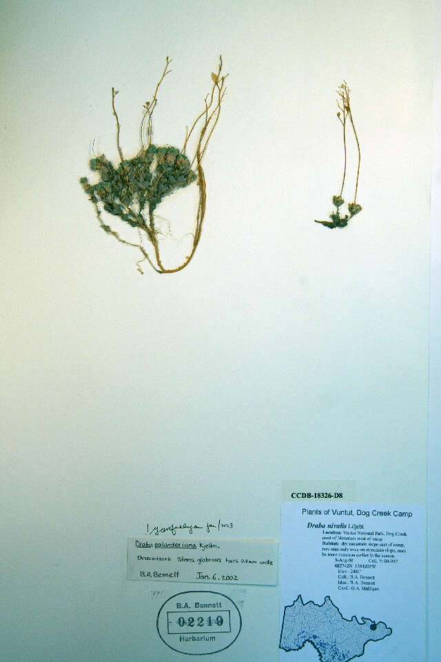 Image of Palander's draba