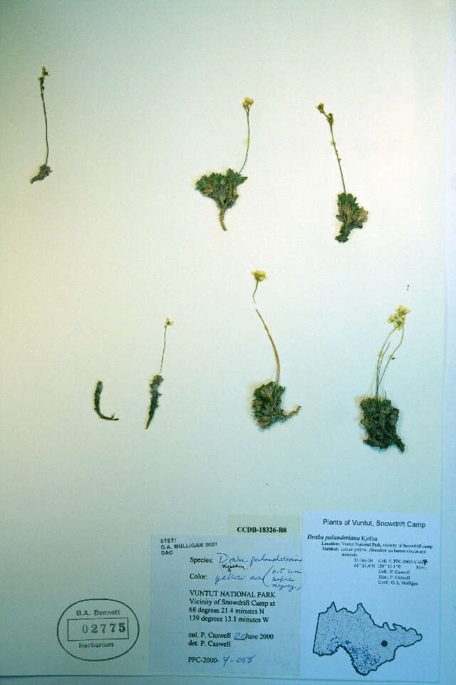 Image of Palander's draba