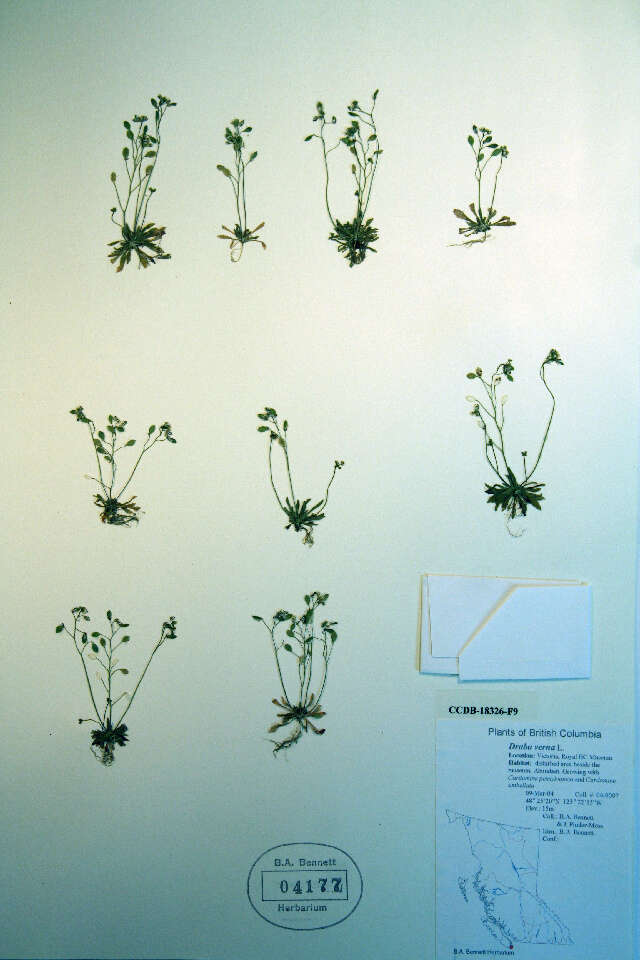 Image of common whitlowgrass