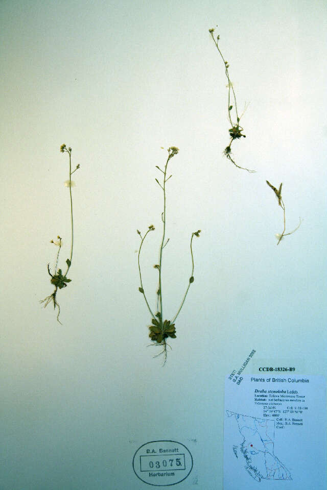 Image of Alaska Whitlow-Grass