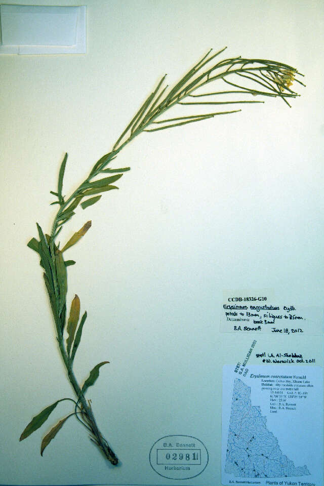 Image of small-flower prairie wallflower