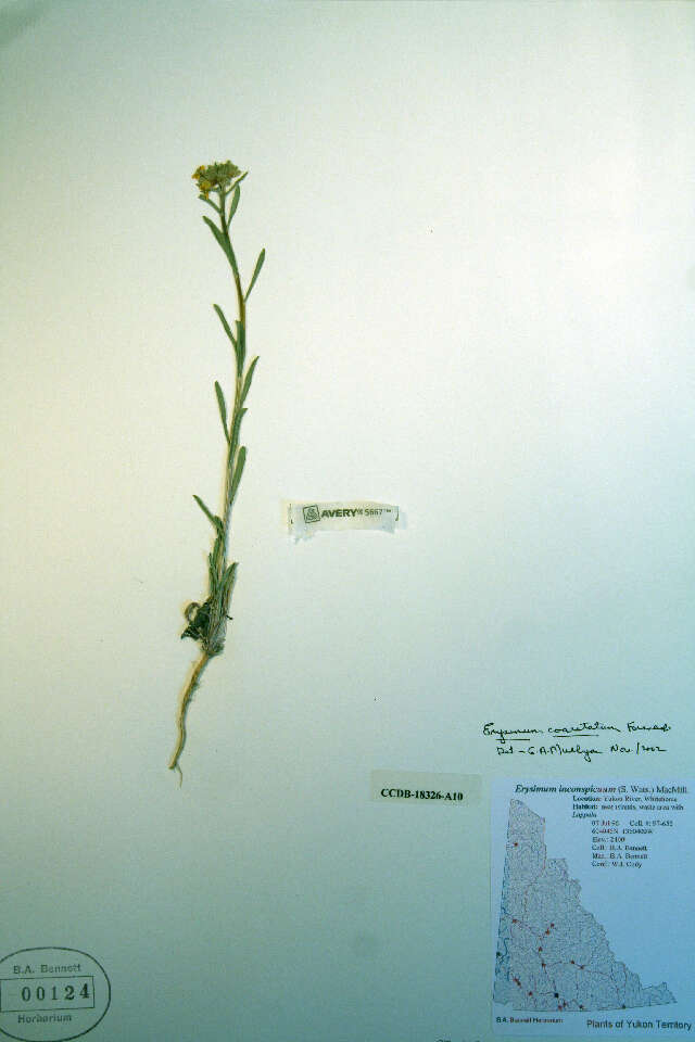 Image of small-flower prairie wallflower