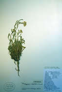 Image of small-flower prairie wallflower