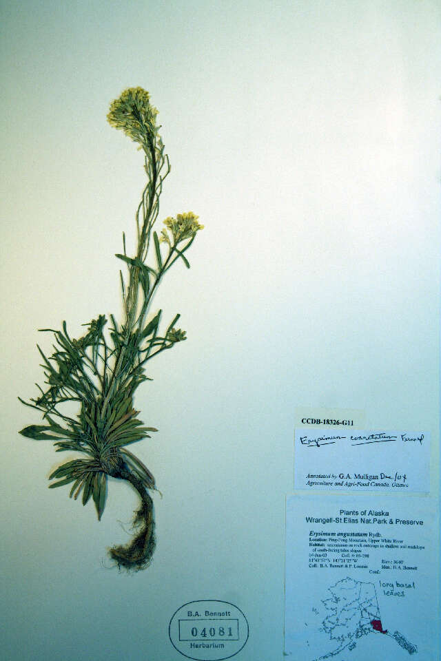 Image of small-flower prairie wallflower