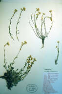 Image of arctic bladderpod