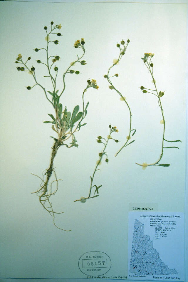 Image of arctic bladderpod