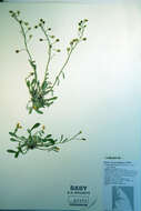 Image of arctic bladderpod