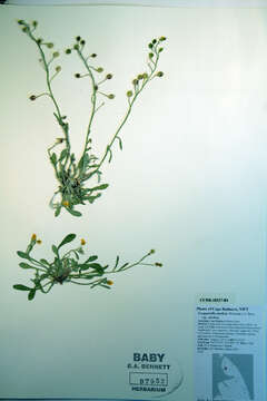 Image of arctic bladderpod