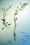 Image of bog yellowcress