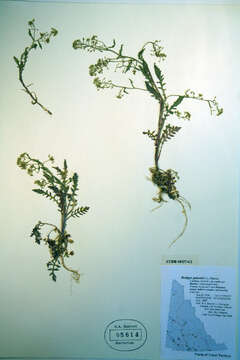 Image of bog yellowcress