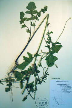 Image of English watercress