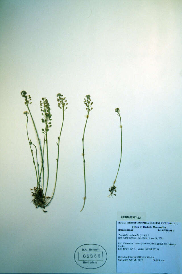 صورة Teesdalia nudicaulis (L.) W. T. Aiton