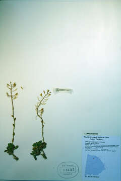 Image of arctic pennycress