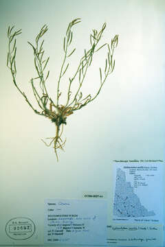 Image of Transberingia