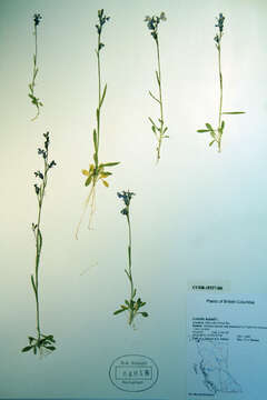 Image of Kalm's Lobelia