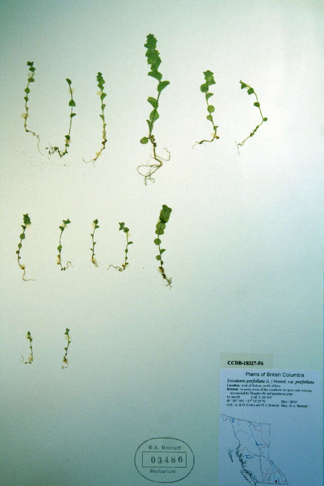 Image de <i>Heterocodon rariflorus</i>