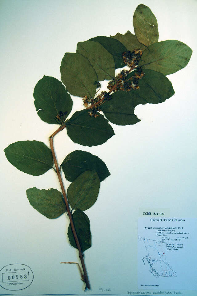 Image of Chenault coralberry