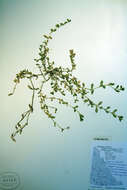 Image of field chickweed