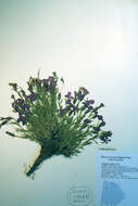 صورة Dianthus repens Willd.