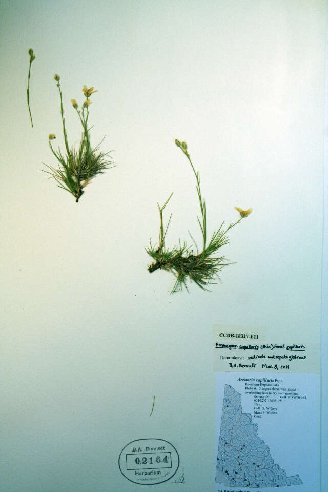 Eremogone capillaris (rights holder: Biodiversity Institute of ontario. Year: 2012.)