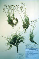 Image of Slender Mountain Matted Sandwort