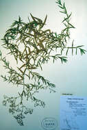 Image de Gypsophila paniculata L.