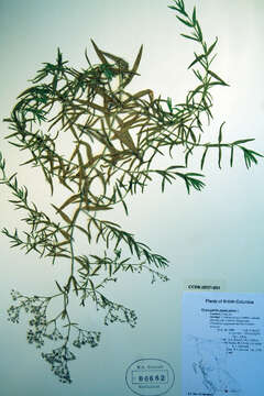 Image de Gypsophila paniculata L.