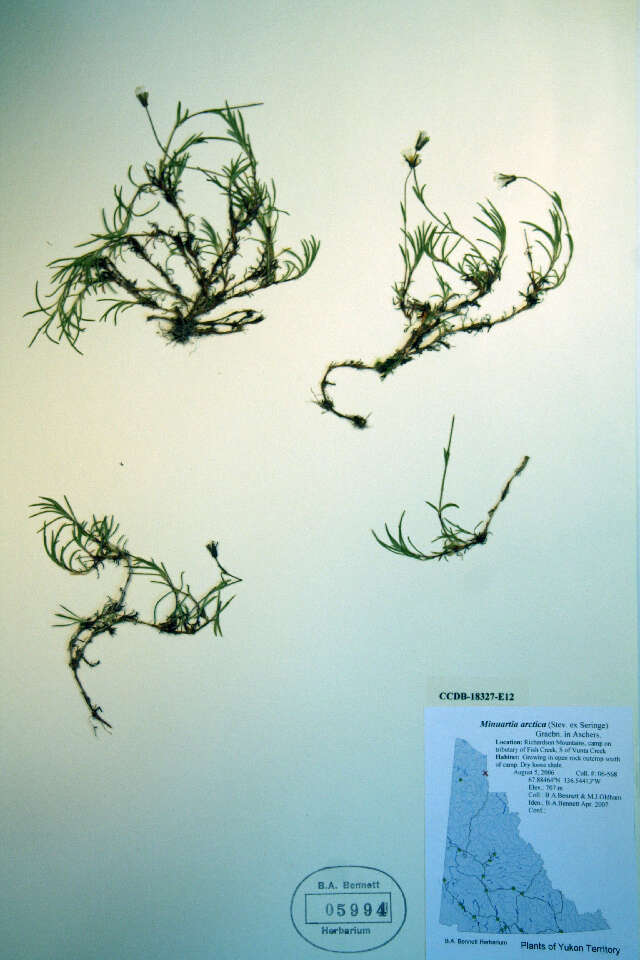 Слика од Cherleria arctica (Steven ex Ser.) A. J. Moore & Dillenb.