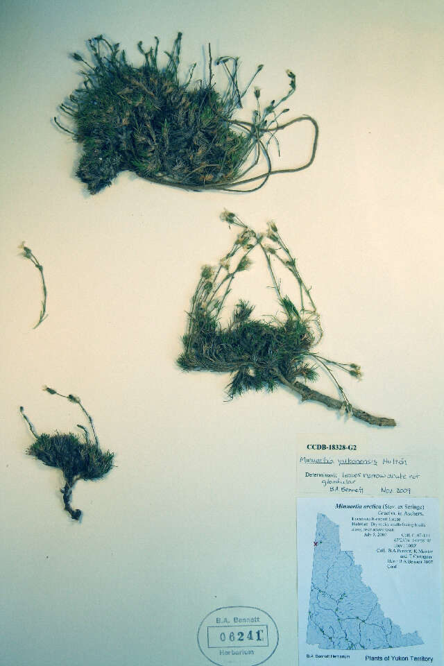 Plancia ëd Cherleria yukonensis (Hultén) A. J. Moore & Dillenb.