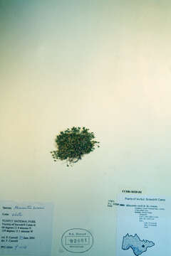 Image of Ross' sandwort