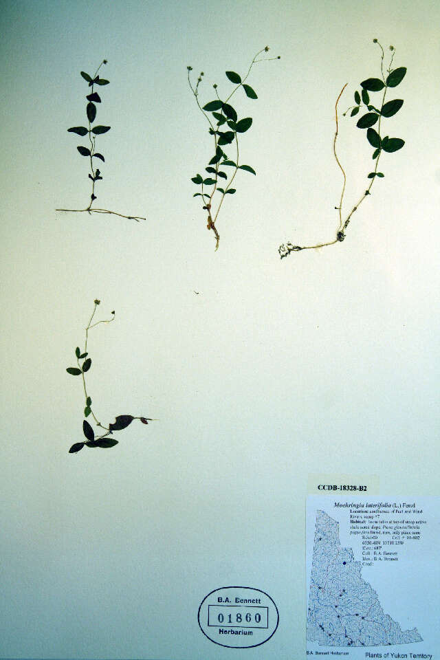 Image of Grove Sandwort