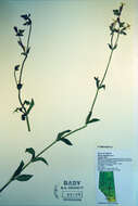 Слика од Silene latifolia Poir.