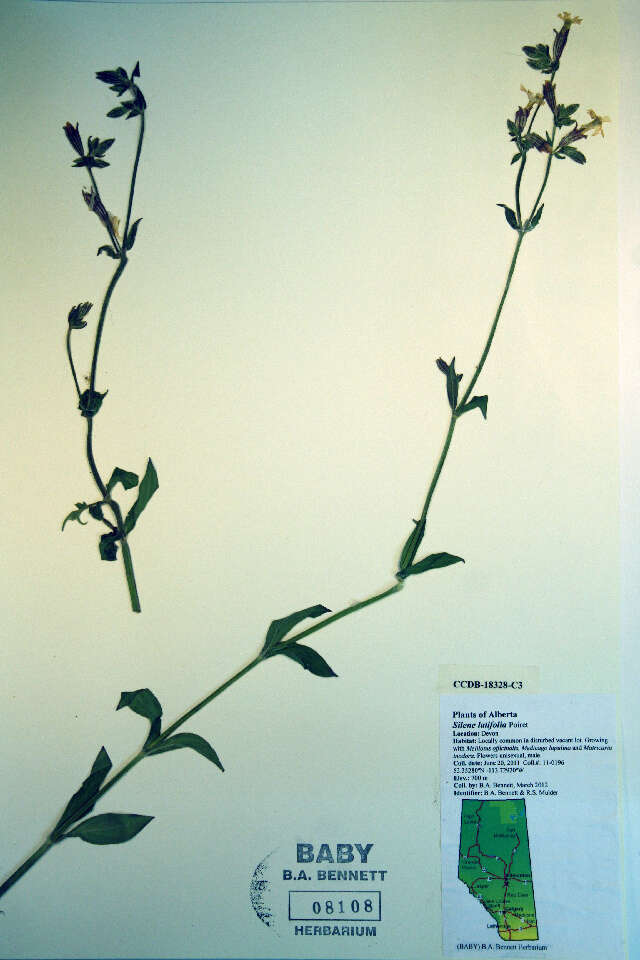 Image of Bladder Campion